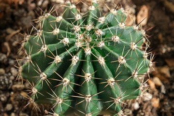 Macro shot of cactus.Close-up of cactus spines.