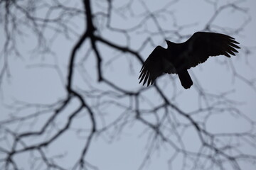 Vulture