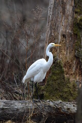 Great Egret