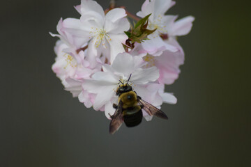Bee in Cherry blossom