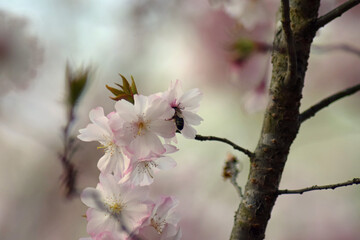 Bee in cherry blossom