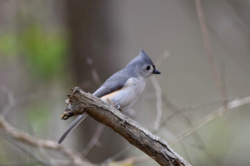 Tufted Titmouse