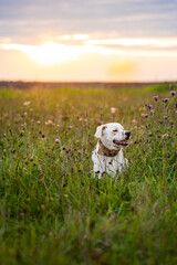 Mongrel dog standing in a summer field on a meadow.