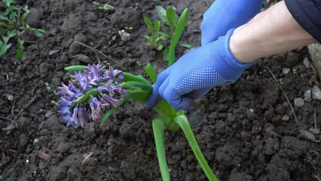 Planting purple flowers hyacinth into ground outdoors. Mans hands in blue gloves digging soil and gardening spring flower with green leaves