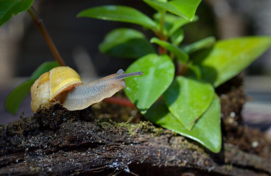 Escargot