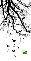 Realistic illustration with silhouettes of three birds - crows or ravens sitting on tree branch without leaves and flying, isolated on white background - vector