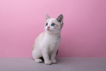 Kitten sits on a pink background