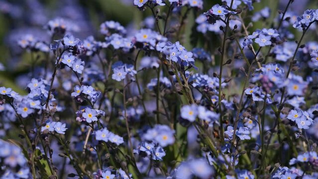 Forget-me-not flower macro with bright green leaves in the rays of the sun. Blue flowers on a green background. Blooming flowers nature background. Closeup of Myosotis sylvatica, little blue flowers