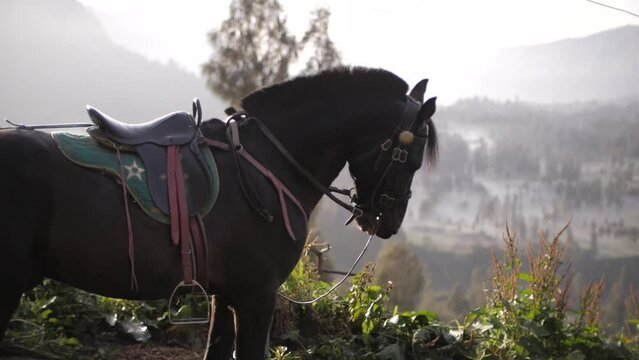 horse rent to climb the peak of sunrise point
