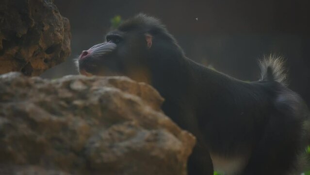 Mandrill walking between the rocks. Slow motion. 