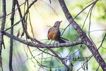 Brazilian Orange thrush (Turdus rufiventris ). A typical Brazilian bird with harmonious and very beautiful song. Selective focus. Sabiá laranjeira