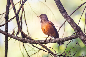 Orange thrush (Turdus rufiventris ). A typical Brazilian bird with harmonious and very beautiful song. Selective focus. Sabi&aacute; laranjeira