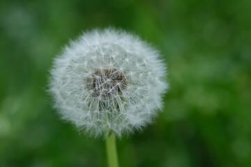 Dandelion white head. Close up macro image of dandelion seed heads with delicate lace-like patterns. Detail shot of a dandelion. Closed Bud of a dandelion. Dandelion white flowers in green grass.