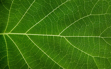Macro texture of a green leaf