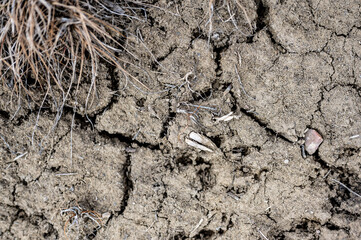 cracked and dry top soil in a agricultural corn field experiencing a drought. 