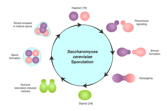 Diagram of Saccharomyces cerevisiae sporulation