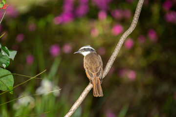 Ben-te-vi bird (Pitangus sulphuratus), bentevi, in selective focus and background blur