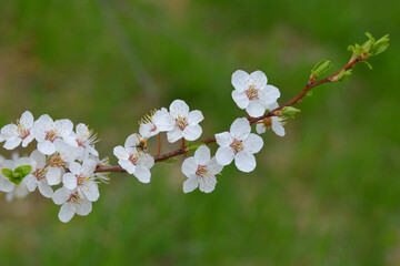 Spring flowers of mirabelle plum