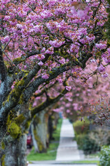 Obraz premium Blossoming alley