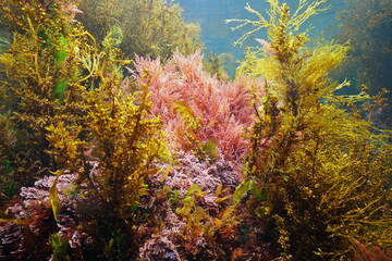 Fototapeta na wymiar Various marine algae underwater in the ocean, eastern Atlantic seaweeds, Spain