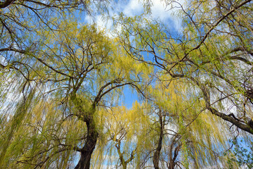 Blooming weeping willow © Leszek