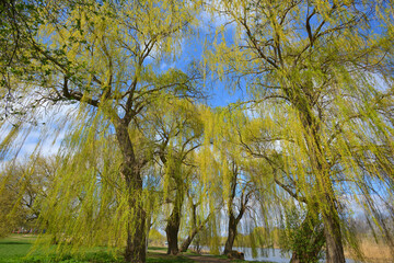 Blooming weeping willow © Leszek