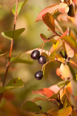 The black chokeberry (lat. Aronia melanocarpa), of the family Rosaceae. Central Russia.