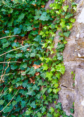 The ivy leaves are gradually covering the facades of the old buildings, joining them as if they were part of the stone.