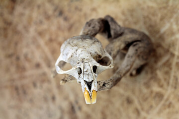 Fototapeta premium skull of the Shrew mouse