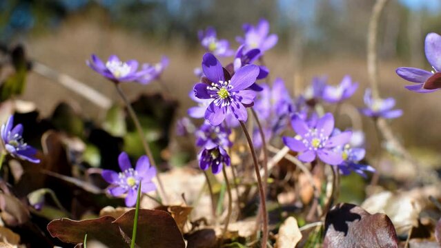 Small wild forest flowers growing in April. First spring flowers. Anemone hepatica or kidneywort.