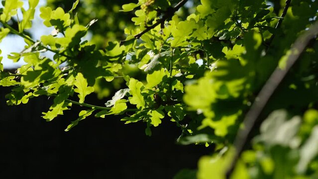 Oaktree brunches in daylight. Green oak leaves on a branch. The foliage of the trees against the blue sky. Spring oak leaves in sunlight. Spring oak leaves on a dark background. Tree branches 