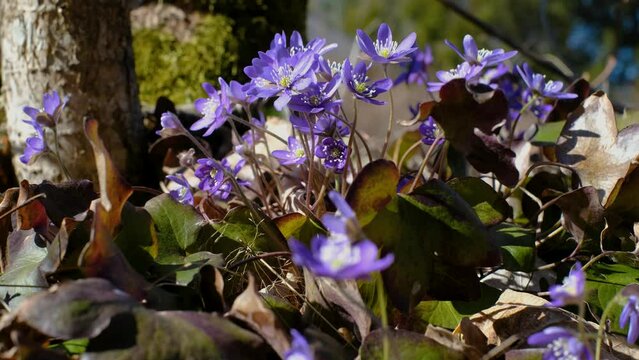 Small wild forest flowers growing in April. First spring flowers. Anemone hepatica or kidneywort.