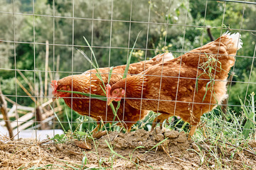 Free-grazing domestic hens in walk-in chicken run on a traditional free range poultry organic farm. Adult chickens walking on the soil in an enclosure.