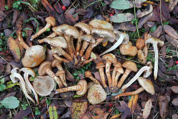 Shaggy scalycap (Pholiota squarrosa) mushrooms in wild. September, Belarus