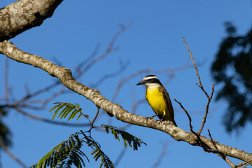 Brazilian Bem-te-vi bird (Pitangus sulphuratus), bentevi, in selective focus and background blur.