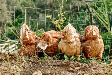 Free-grazing domestic hens in walk-in chicken run on a traditional free range poultry organic farm. Adult chickens walking on the soil in an enclosure.