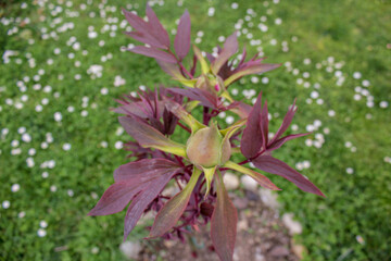 flower in the garden