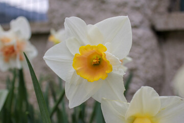 my delicate flowers in my garden