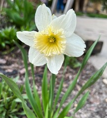 white and yellow daffodil in Chicago in the spring 
