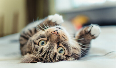 cute tabby cat lies on its back looks and pulls its paw at the camera