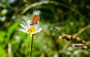 Spring camomile daisy flowers field with flying blue butterflies. Natural sunlit background