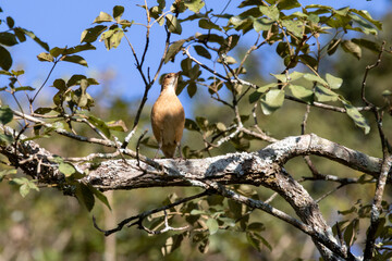 Brazilian João-de-barro (Furnarius rufus) in selective focus