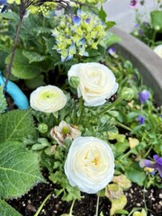 White and light-yellow ranunculus flowers
