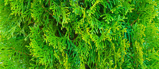 Thuja green background, coniferous trees, texture of the wood color green leaves. Copy space. Banner.