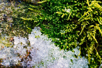 macro photo of moss covered with brittle ice