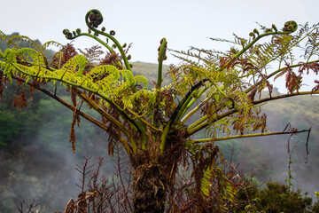 Fototapeta premium Tree Fern