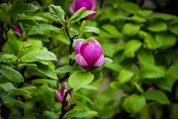 pink rose bush