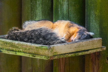 Fox squirrel