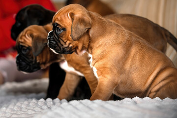 little german boxer puppies play at home on the couch