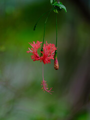 ハイビスカスの原種